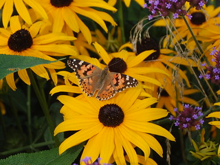 Cothen, 7 aug. 2019  De pracht van de vlindervriendelijke strook.